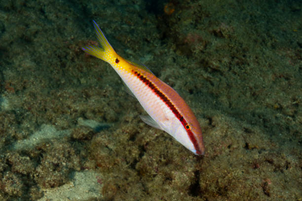 A Goat Fish in Fethiye in Turkey