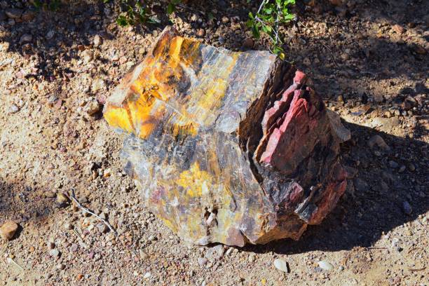 Petrified Wood close up, colorful shades of red, orange, purple, yellow and grey example of fossilized mineralization and permineralization and replacement, along the Escalante Petrified Forest State Park Trail in Utah. United States. madera petrificada de cerca, coloridos tonos de rojo, naranja, púrpura, amarillo y gris ejemplo de mineralización fosilizada y permineralización y reemplazo, a lo largo del escalante petrified forest state park trail en utah. estados unidos.