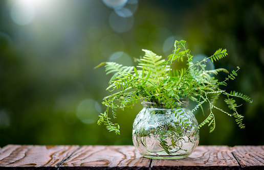 Plant Leaves in a Glass Jar