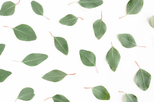 istock green leaves eucalyptus populus isolated on white background. Flat lay, top view 1277015673
