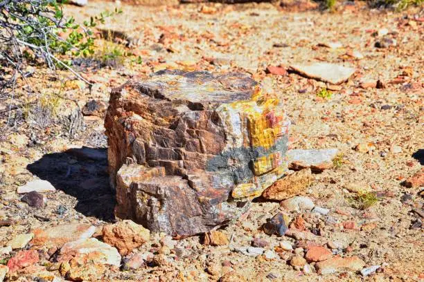 Petrified Wood close up, colorful shades of red, orange, purple, yellow and grey example of fossilized mineralization and permineralization and replacement, along the Escalante Petrified Forest State Park Trail in Utah. United States.