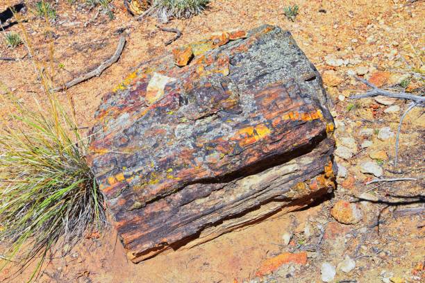 Petrified Wood close up, colorful shades of red, orange, purple, yellow and grey example of fossilized mineralization and permineralization and replacement, along the Escalante Petrified Forest State Park Trail in Utah. United States. madera petrificada de cerca, coloridos tonos de rojo, naranja, púrpura, amarillo y gris ejemplo de mineralización fosilizada y permineralización y reemplazo, a lo largo del escalante petrified forest state park trail en utah. estados unidos.