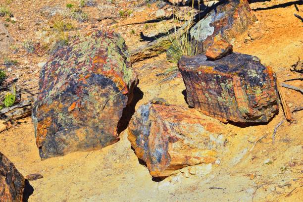 Petrified Wood close up, colorful shades of red, orange, purple, yellow and grey example of fossilized mineralization and permineralization and replacement, along the Escalante Petrified Forest State Park Trail in Utah. United States. madera petrificada de cerca, coloridos tonos de rojo, naranja, púrpura, amarillo y gris ejemplo de mineralización fosilizada y permineralización y reemplazo, a lo largo del escalante petrified forest state park trail en utah. estados unidos.
