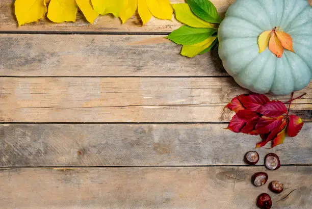 Autumn wooden background with yellow-red and green leaves, pumpkin and chestnut. Composition on a natural table made of boards. Layout for seasonal offers and holiday cards. Top view. Flatlay