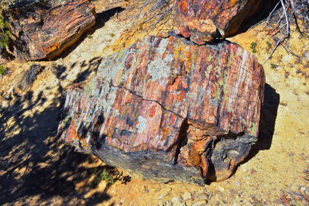 Petrified Wood close up, colorful shades of red, orange, purple, yellow and grey example of fossilized mineralization and permineralization and replacement, along the Escalante Petrified Forest State Park Trail in Utah. United States. madera petrificada de cerca, coloridos tonos de rojo, naranja, púrpura, amarillo y gris ejemplo de mineralización fosilizada y permineralización y reemplazo, a lo largo del escalante petrified forest state park trail en utah. estados unidos.