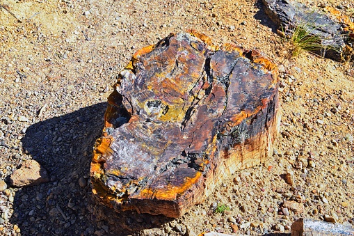 Petrified Wood close up, colorful shades of red, orange, purple, yellow and grey example of fossilized mineralization and permineralization and replacement, along the Escalante Petrified Forest State Park Trail in Utah. United States.