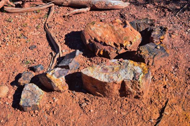 Petrified Wood close up, colorful shades of red, orange, purple, yellow and grey example of fossilized mineralization and permineralization and replacement, along the Escalante Petrified Forest State Park Trail in Utah. United States. madera petrificada de cerca, coloridos tonos de rojo, naranja, púrpura, amarillo y gris ejemplo de mineralización fosilizada y permineralización y reemplazo, a lo largo del escalante petrified forest state park trail en utah. estados unidos.