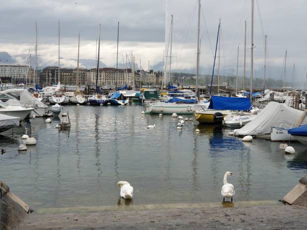 istock Swans near the dock 1277017890