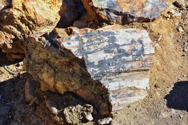 Petrified Wood close up, colorful shades of red, orange, purple, yellow and grey example of fossilized mineralization and permineralization and replacement, along the Escalante Petrified Forest State Park Trail in Utah. United States.