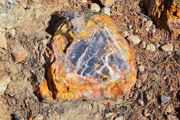 Petrified Wood close up, colorful shades of red, orange, purple, yellow and grey example of fossilized mineralization and permineralization and replacement, along the Escalante Petrified Forest State Park Trail in Utah. United States. madera petrificada de cerca, coloridos tonos de rojo, naranja, púrpura, amarillo y gris ejemplo de mineralización fosilizada y permineralización y reemplazo, a lo largo del escalante petrified forest state park trail en utah. estados unidos.
