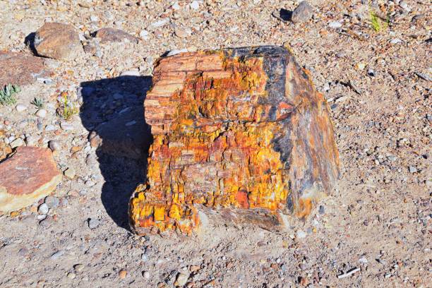 Petrified Wood close up, colorful shades of red, orange, purple, yellow and grey example of fossilized mineralization and permineralization and replacement, along the Escalante Petrified Forest State Park Trail in Utah. United States. madera petrificada de cerca, coloridos tonos de rojo, naranja, púrpura, amarillo y gris ejemplo de mineralización fosilizada y permineralización y reemplazo, a lo largo del escalante petrified forest state park trail en utah. estados unidos.