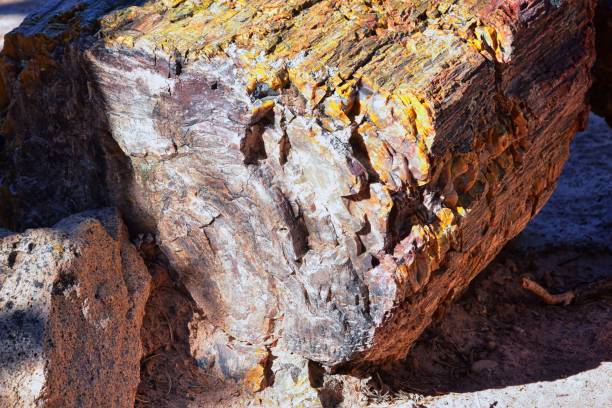 Petrified Wood close up, colorful shades of red, orange, purple, yellow and grey example of fossilized mineralization and permineralization and replacement, along the Escalante Petrified Forest State Park Trail in Utah. United States. madera petrificada de cerca, coloridos tonos de rojo, naranja, púrpura, amarillo y gris ejemplo de mineralización fosilizada y permineralización y reemplazo, a lo largo del escalante petrified forest state park trail en utah. estados unidos.