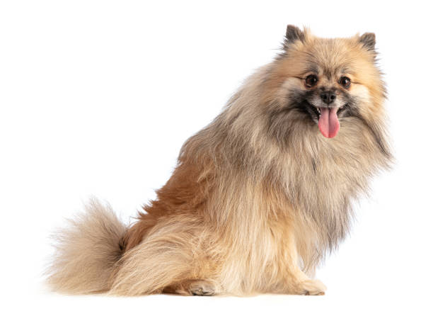 istock Brown Pomeranian Sheepdog sitting 1277019108