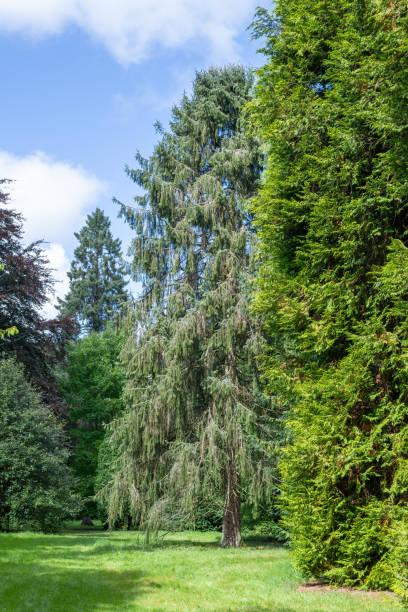 istock Westonbirt arboretum 1277020505