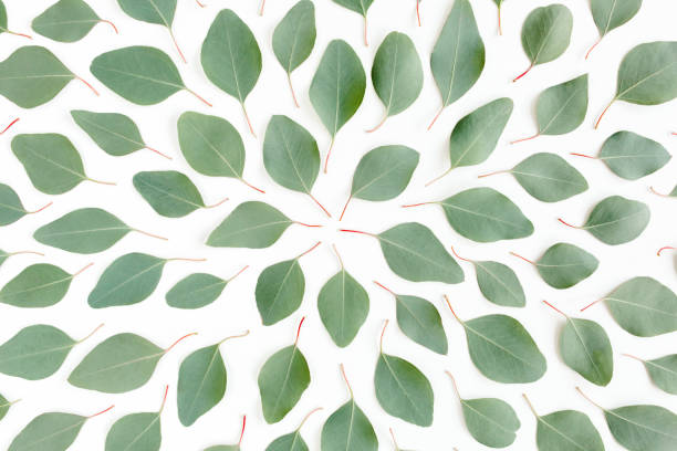 Abstract pattern, texture with green leaves eucalyptus populus isolated on white background. Flat lay, top view