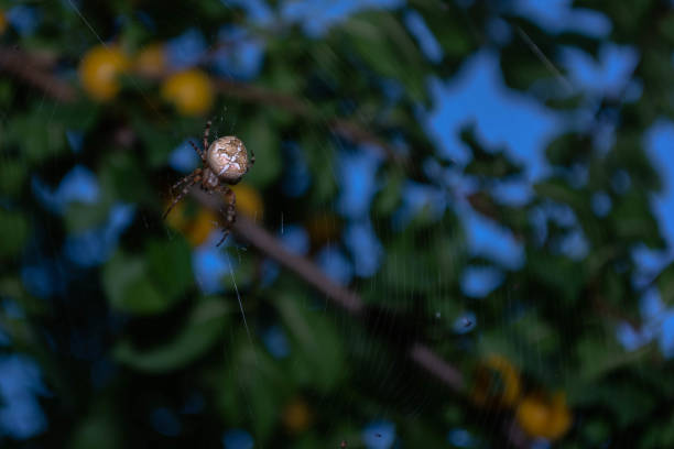 A cross spider crawls on a web in the garden.