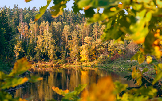 Beautiful autumn landscape on Gauja river with bright colorful foliage at sunny autumn day.