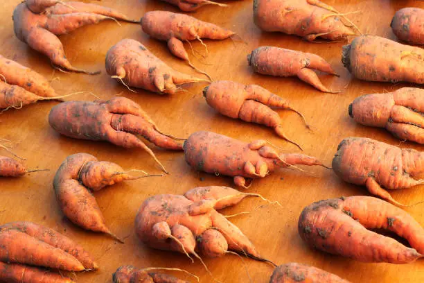 Misshapen and ugly carrots on wooden table at street market