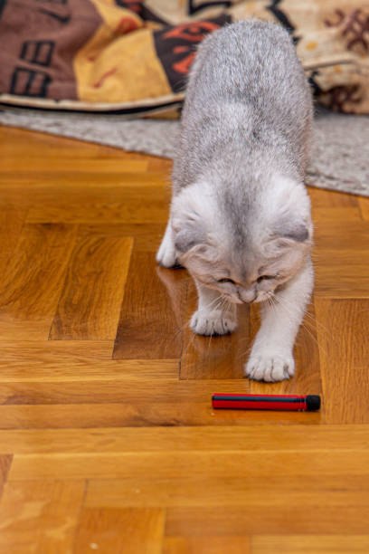 istock Cute pets close up. A kitten playing pen. 1277024662