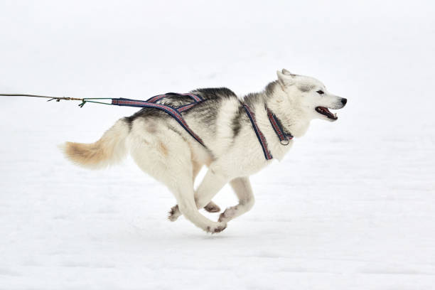 Running Husky dog on sled dog racing. Winter dog sport sled team competition. Siberian husky dog in harness pull skier or sled with musher. Active running on snowy cross country track road