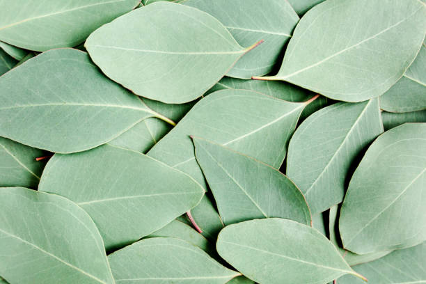 istock Background, Texture made of green eucalyptus leaves. Flat lay, top 1277025079