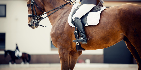 Equestrian sport.The leg of the rider in the stirrup, riding on a brown horse. Dressage of horses in the arena.