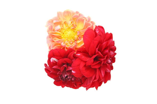 Pictured dahlia in a white background.