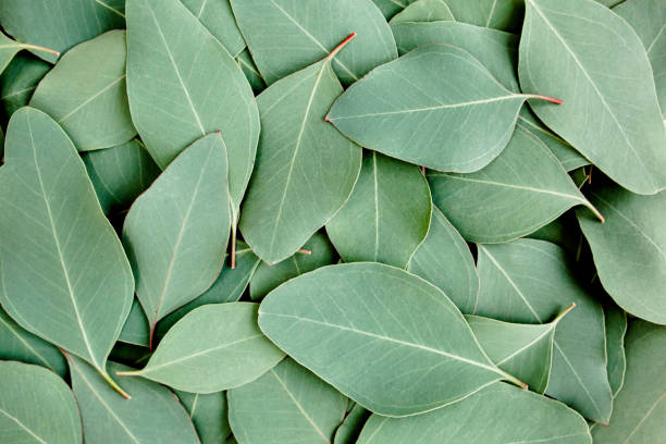 istock Background, Texture made of green eucalyptus leaves. Flat lay, top 1277025249