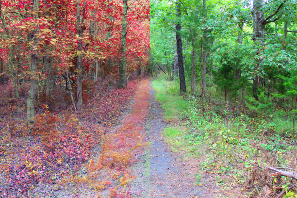 sendero en primavera y otoño - split screen fotografías e imágenes de stock