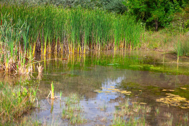 istock Sedge grow where the terrain is wettest 1277026103