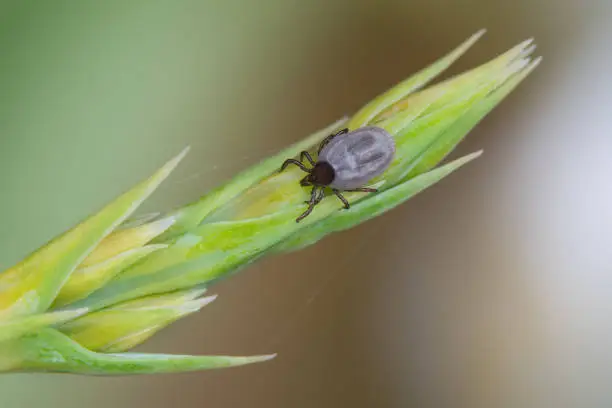 Photo of Engorged deer tick nymph on a green grass spike. Ixodes ricinus or scapularis, spica