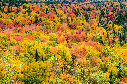 Colorful autumn lush foliage during day