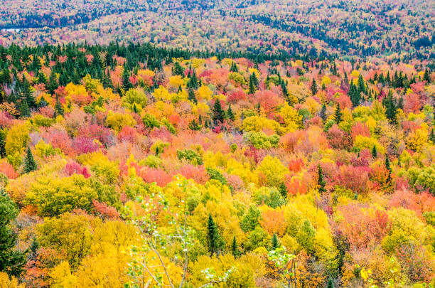 istock Colorful autumn lush foliage during day 1277028326
