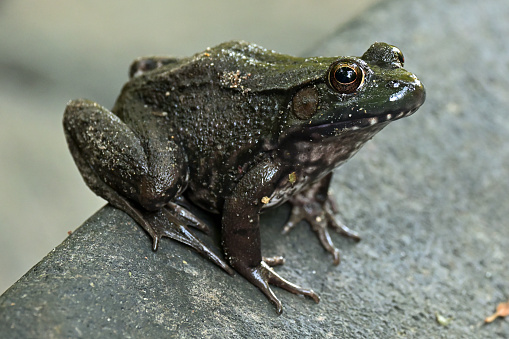 Green wild frog lost in town.