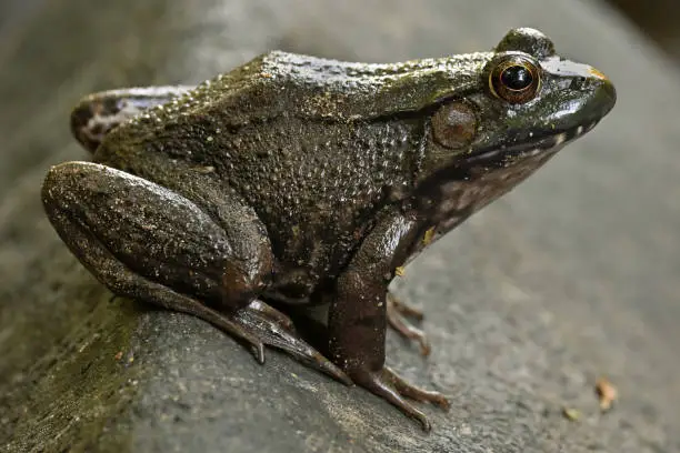 Photo of Green frog on rock side view