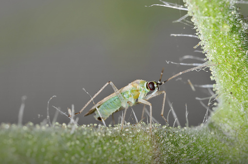 Striking small green bug, often found on tomato plants throughout the Americas