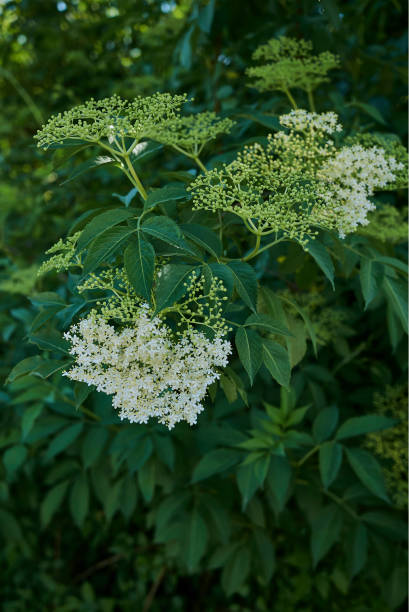 istock Sambucus nigra close up 1277034348