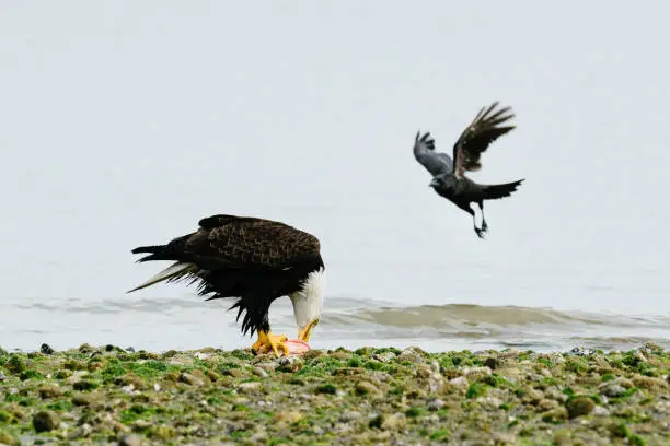 A bald eagle eating a fish on the beach while a crow flies above in United States, Washington, Mukilteo