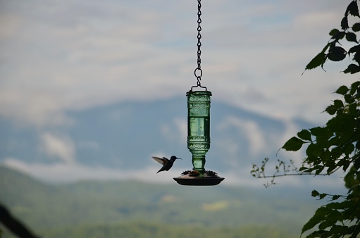 Silhouette of a Mountain hummingbird enjoying a tasty treat from bird feeder with cloudy mountain in background on family vacation