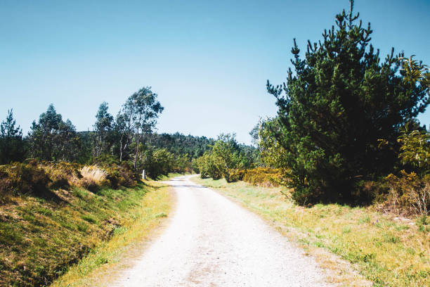 istock stone path surrounded by tall trees in the forests of Galicia 1277037436