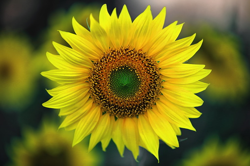 Close-up of sunflower in the shade of the Castilian sun-Bureba region-Burgos-Spain-32 in La Bureba, CL, Spain