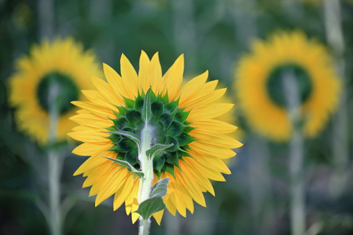 Close-up of sunflowers in the shade of the Castilian sun-Bureba region-Burgos-Spain-39 in La Bureba, CL, Spain