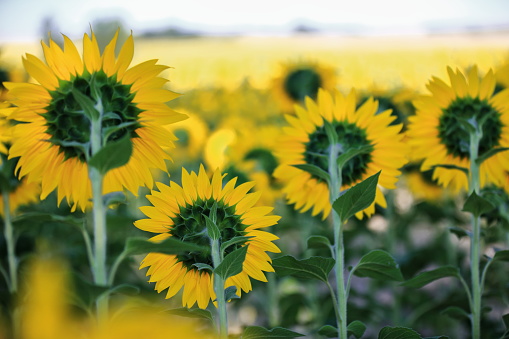 Close-up of sunflowers in the shade of the Castilian sun-Bureba region-Burgos-Spain-42 in La Bureba, CL, Spain