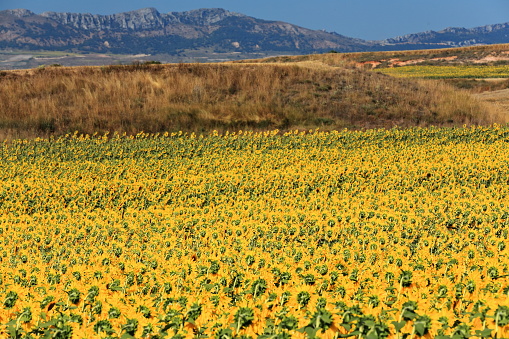 Sunflower field under the Castilian sun. Bureba region-Burgos province-Spain-37 in La Bureba, CL, Spain