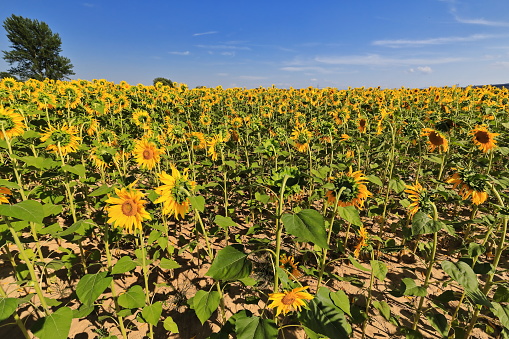Sunflower field under the Castilian sun. Bureba region-Burgos province-Spain-43 in La Bureba, CL, Spain