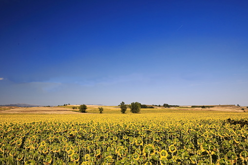 Sunflower field under the Castilian sun. Bureba region-Burgos province-Spain-40 in La Bureba, CL, Spain