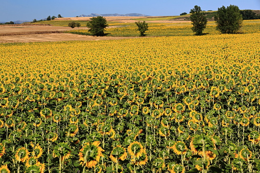 Sunflower field under the Castilian sun. Bureba region-Burgos province-Spain-35 in La Bureba, CL, Spain