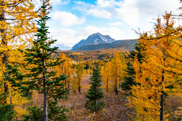 ヒーリーパスバンフアルバータ州の秋の色 - healey ストックフォトと画像