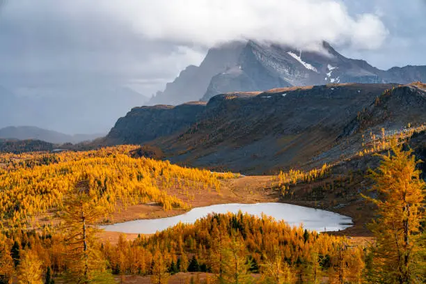 Golden Larches in Sunshine Meadows During Autumn in Banff in Banff, AB, Canada