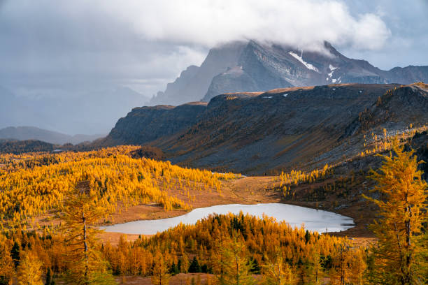 golden larches in sunshine meadows during autumn in banff - healey imagens e fotografias de stock